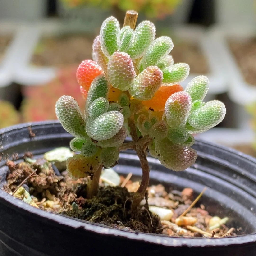 ?**来冰晶枝干番杏623