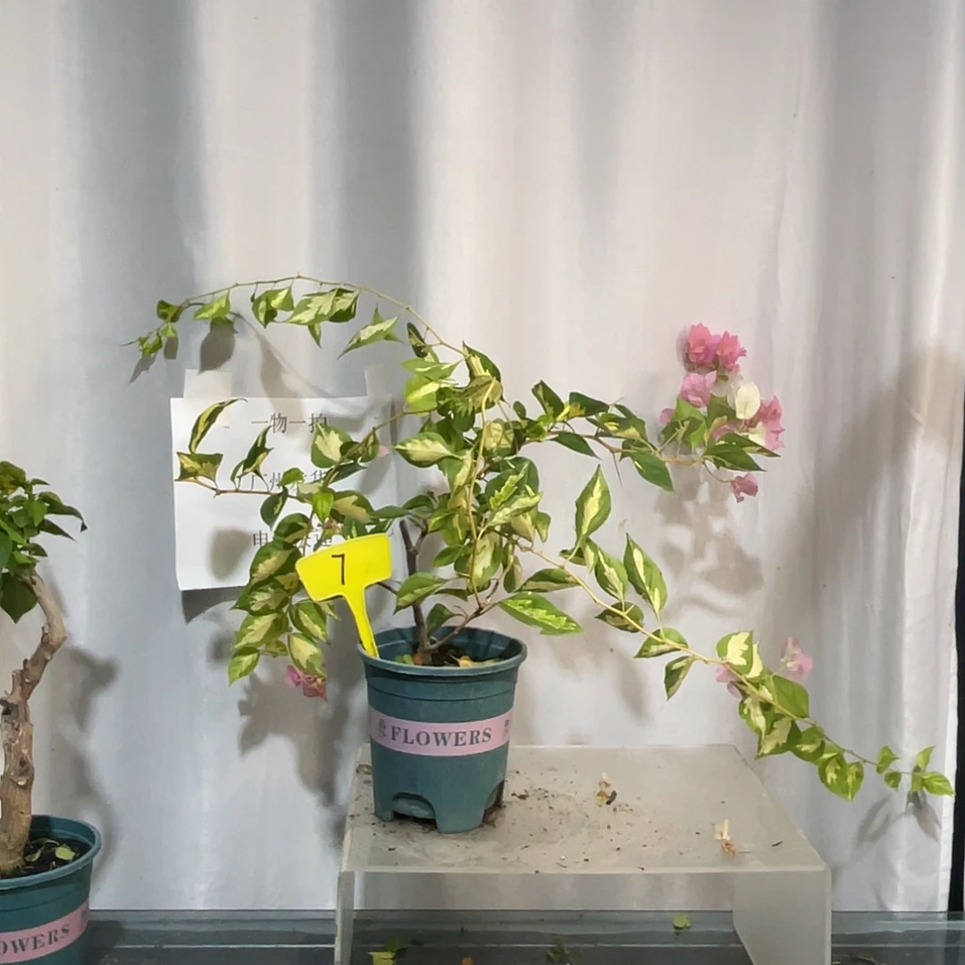 当前无花栽培后可以开花7牙签苗金心橙白
