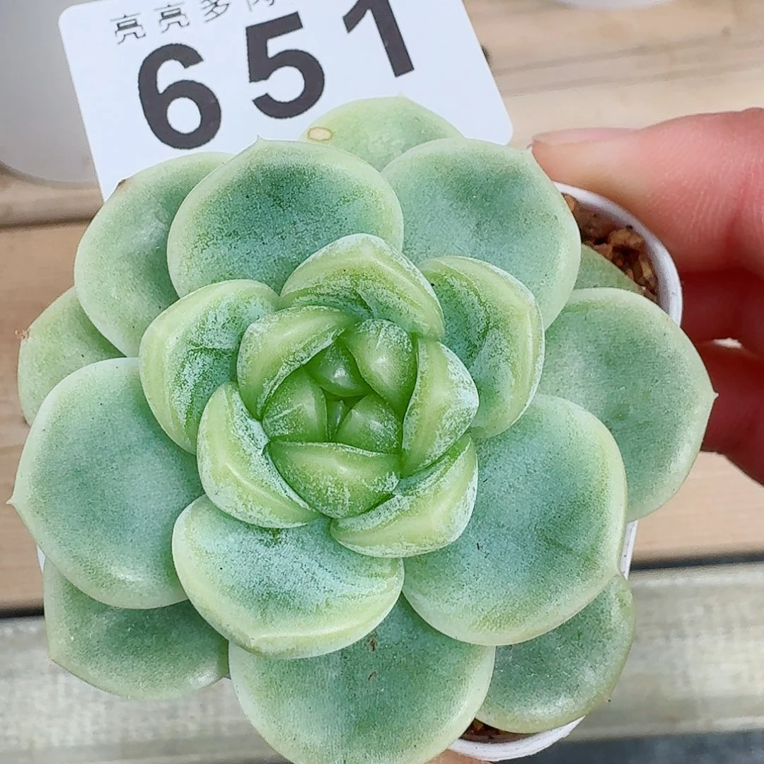 珍妮         上新多肉植物