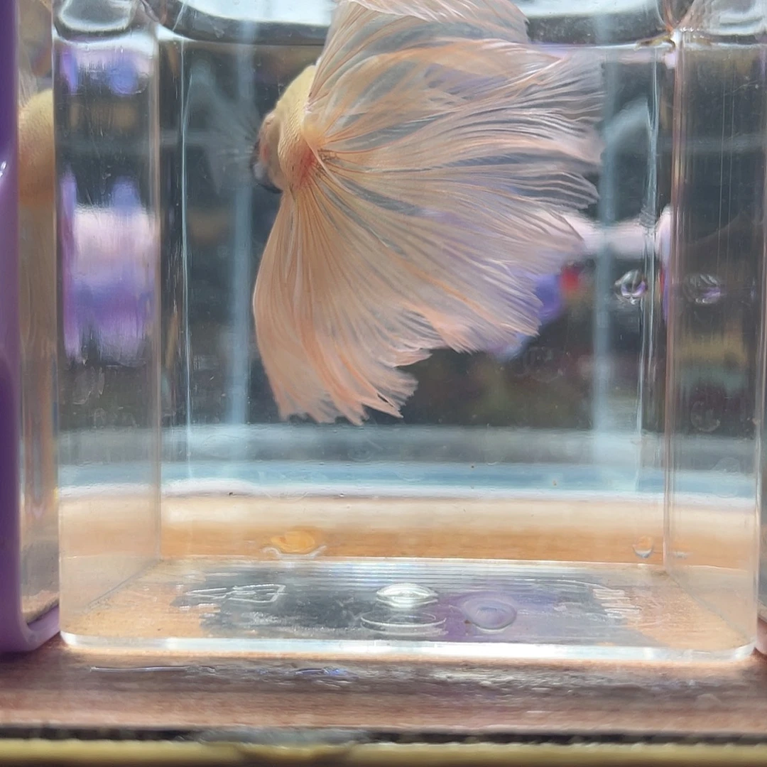 斗鱼可博泰斗092614