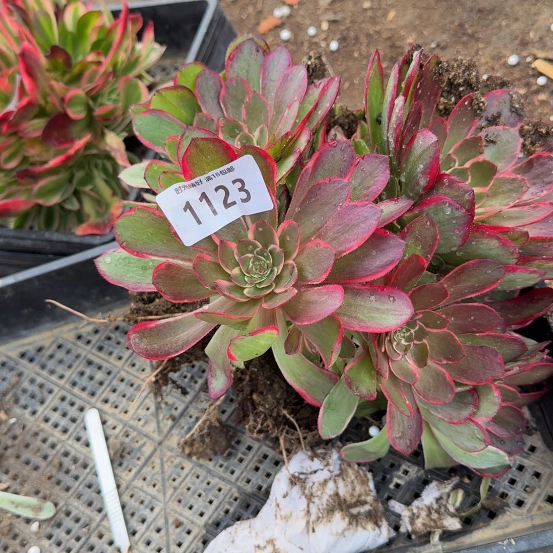 1123粉花妖。多肉植物