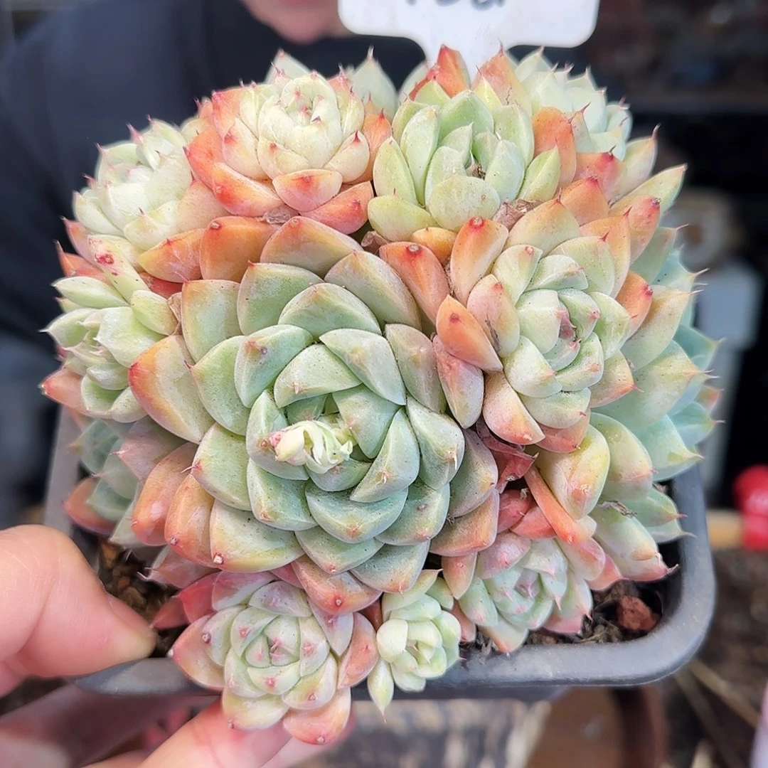 梅****h158号阿尔巴佳人38           肉