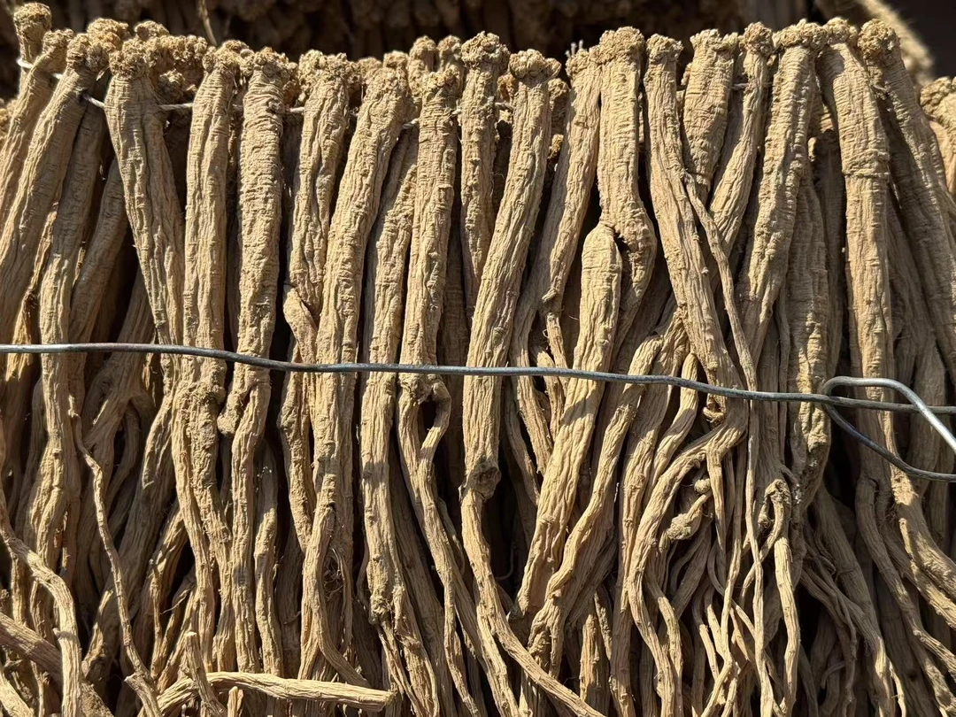 甘肃渭源精选党参大条