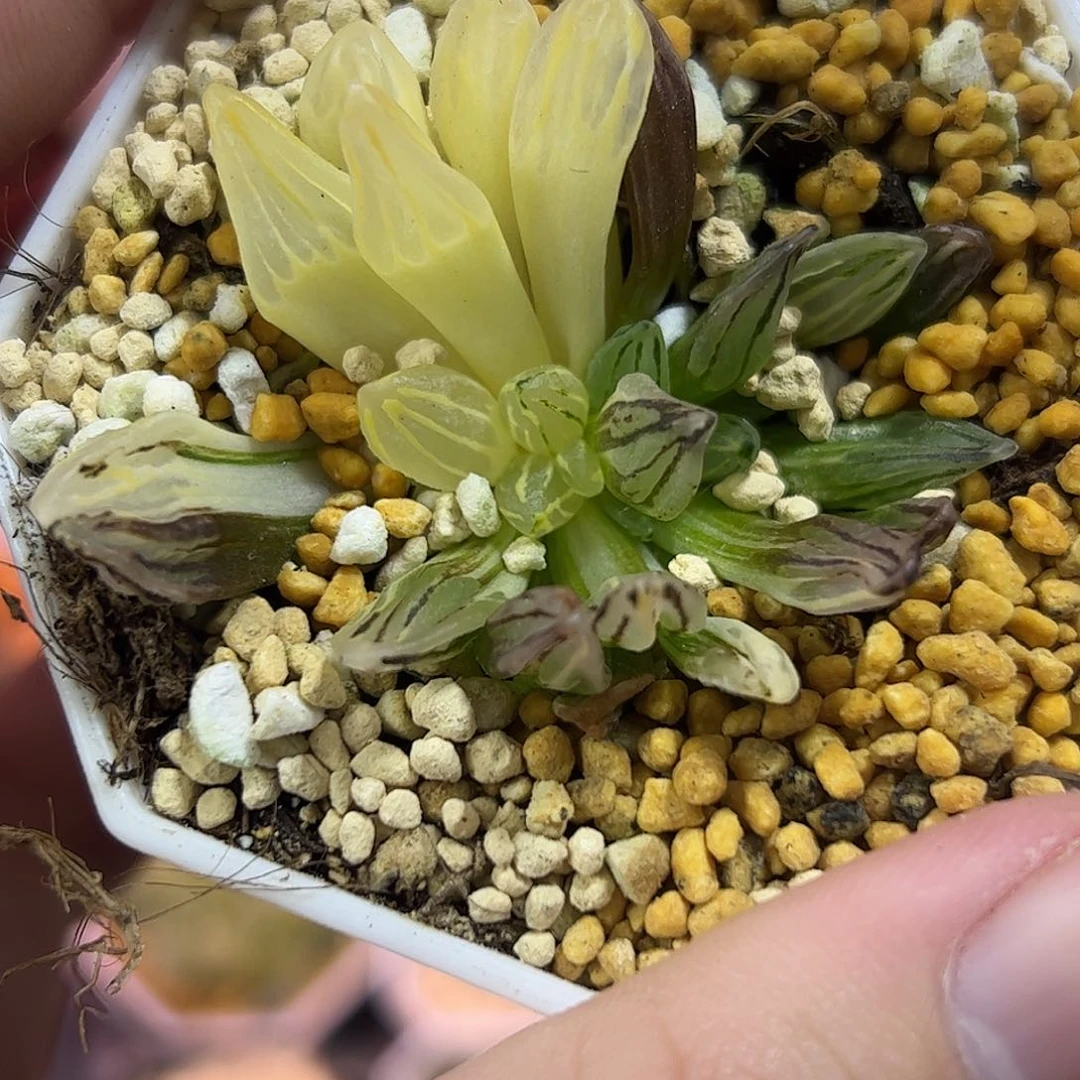 西瓜寿锦十二卷多肉植物