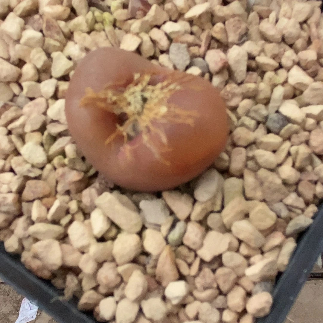 448吕氏毛汉尼一颗。