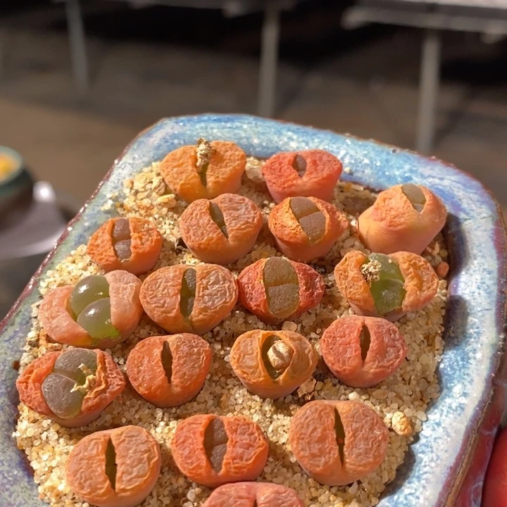 c10风铃一颗一个