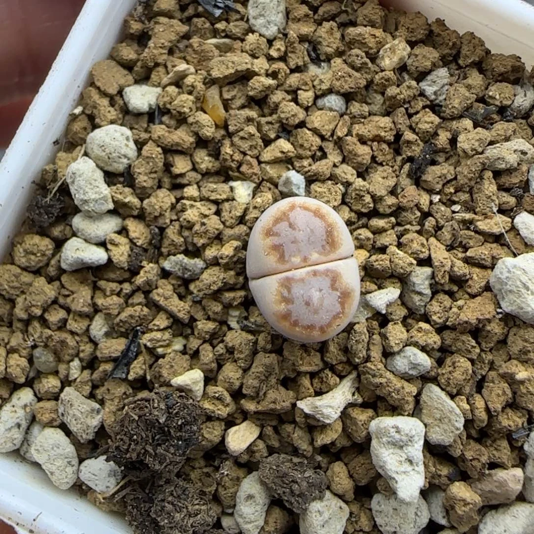 984二蜕小个子饼干323