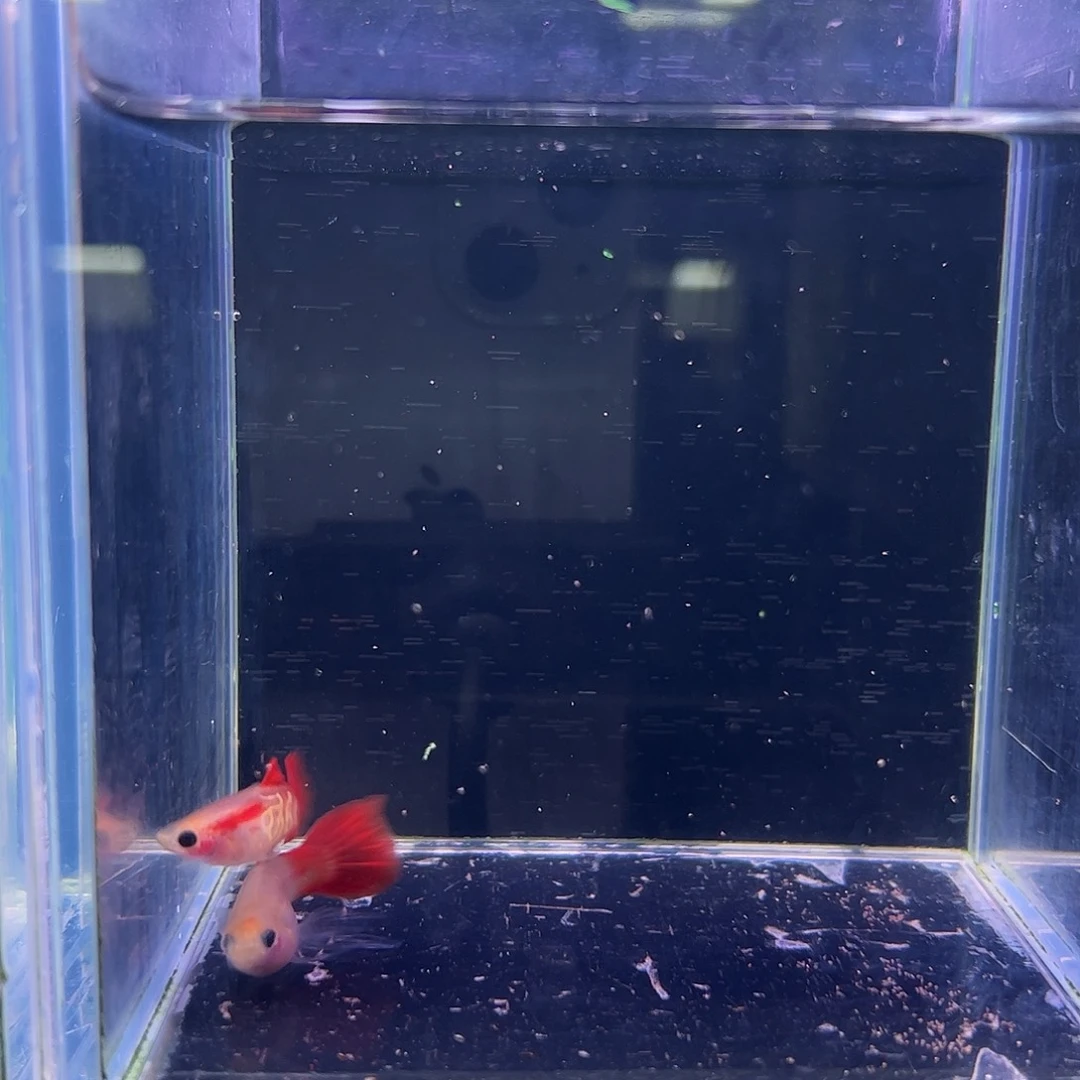 玥***-孔雀鱼琉璃玻璃猫C1对