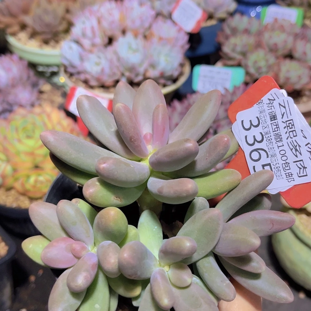 3365糖果美人多肉植物