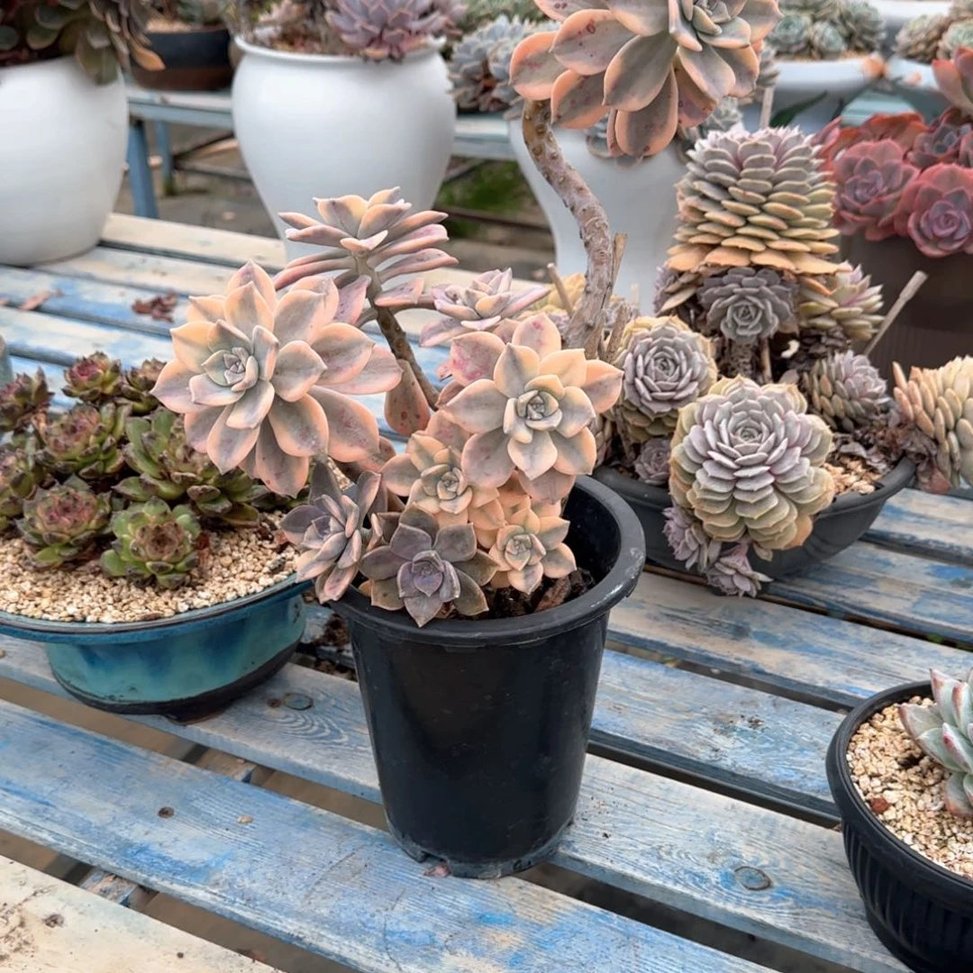 多肉植物多肉植物