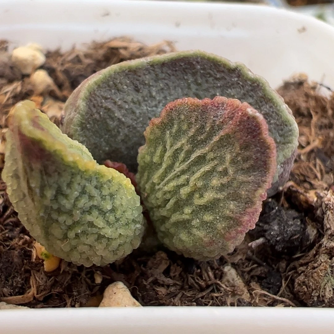 特价实生新品大苗多肉植物水泡