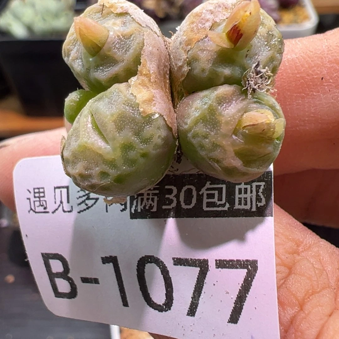多肉植物1111111111111