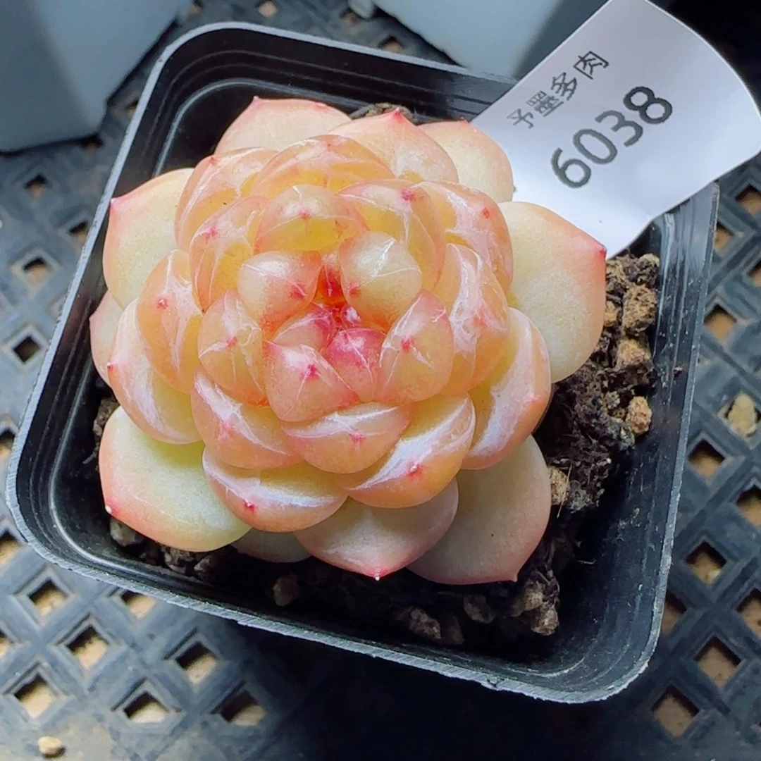 拿铁奶沫，6038多肉植物