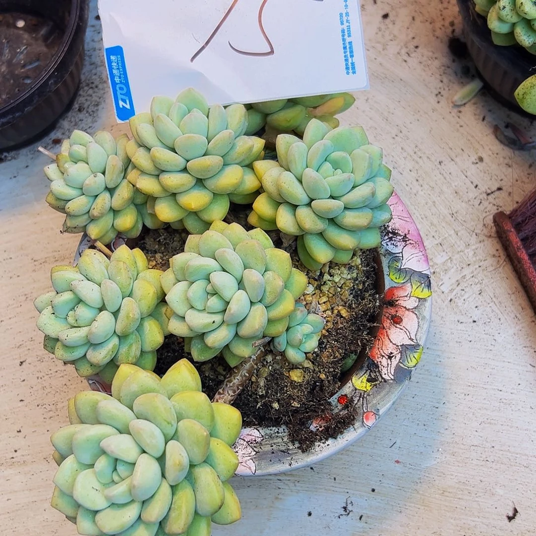 A***佳15号一物一拍脱土包邮