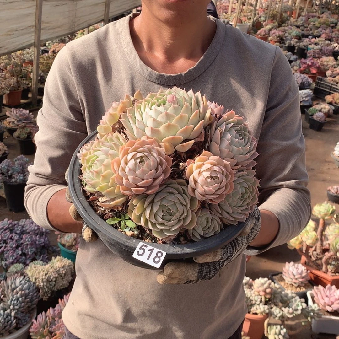 518昂斯诺 一物一拍多肉