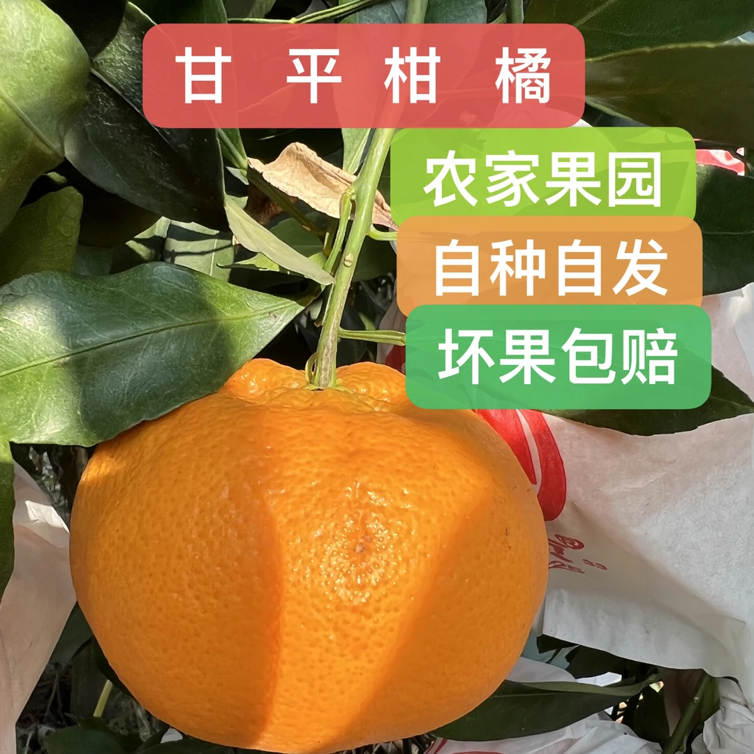 四川甘平柑橘皇后柑平现摘现发新鲜孕妇冬天水果5斤9斤包邮