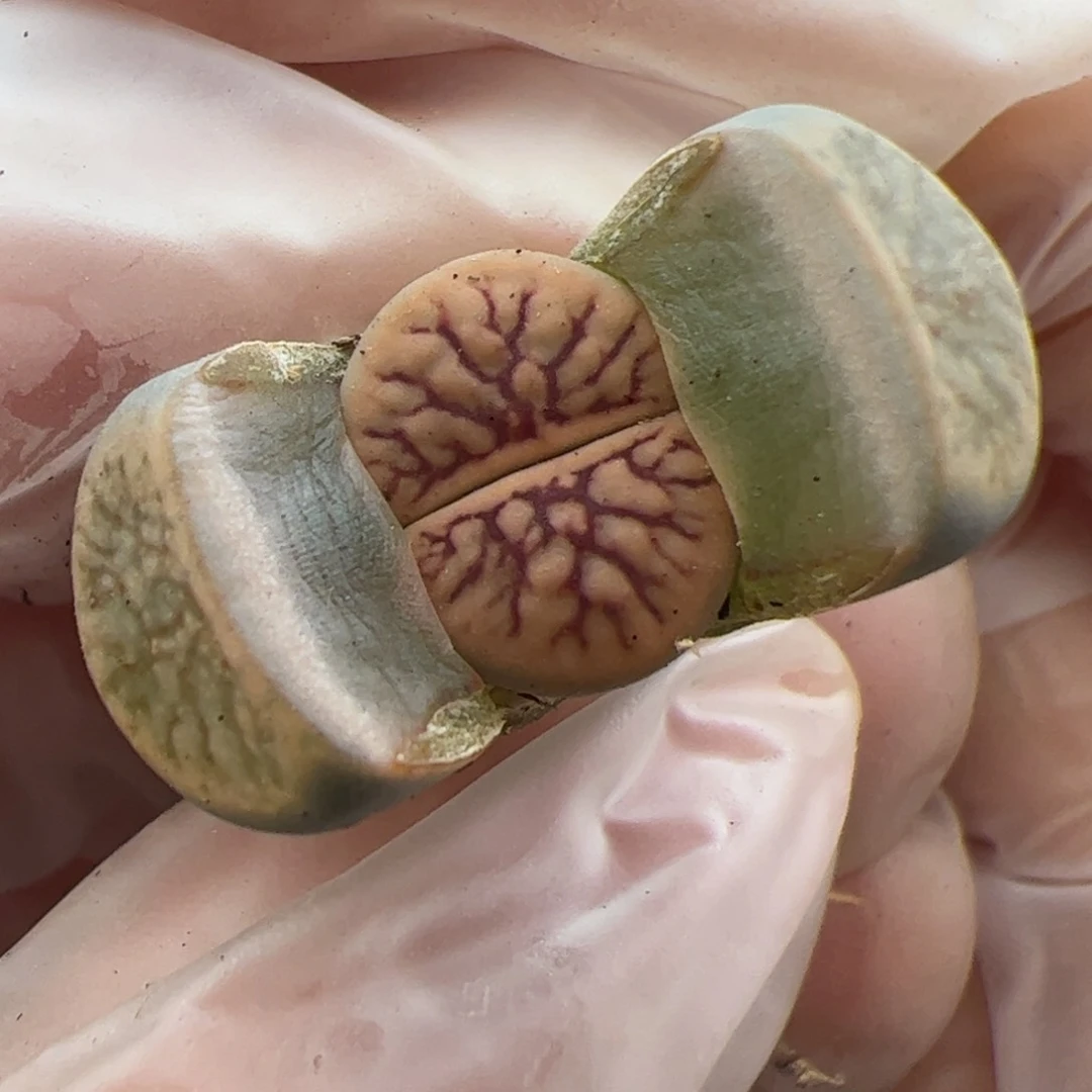 0576号线招福多肉植物