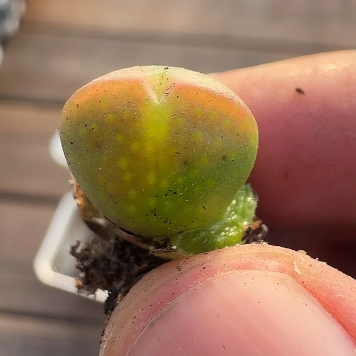 108 少将杂肉锥。