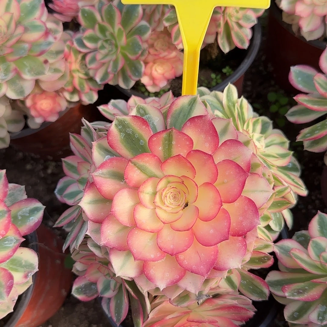 4087--倾城多头多肉