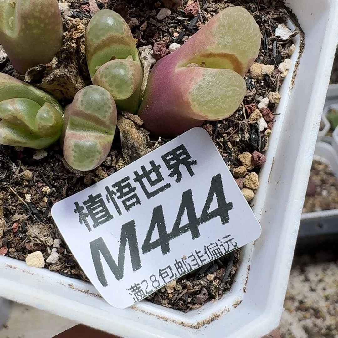 多肉植物的啊gnnn