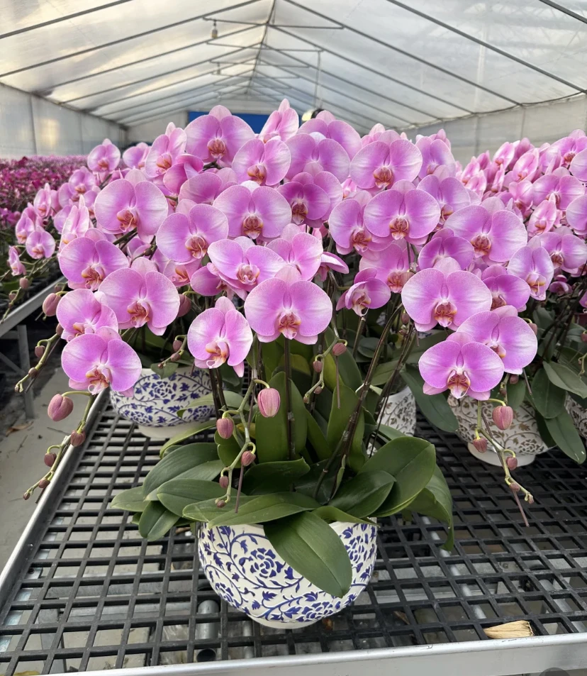 《美滋滋》蝴蝶兰出梗苗2.8寸带花剑爆根大花品种