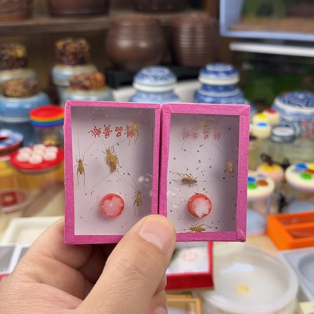 两盒小黄蛉（每盒5只左右）