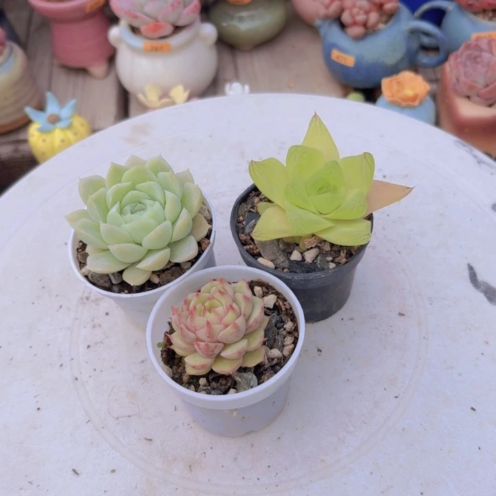 白雪公主 黄金凝脂菊 蹦吧第斯9.9