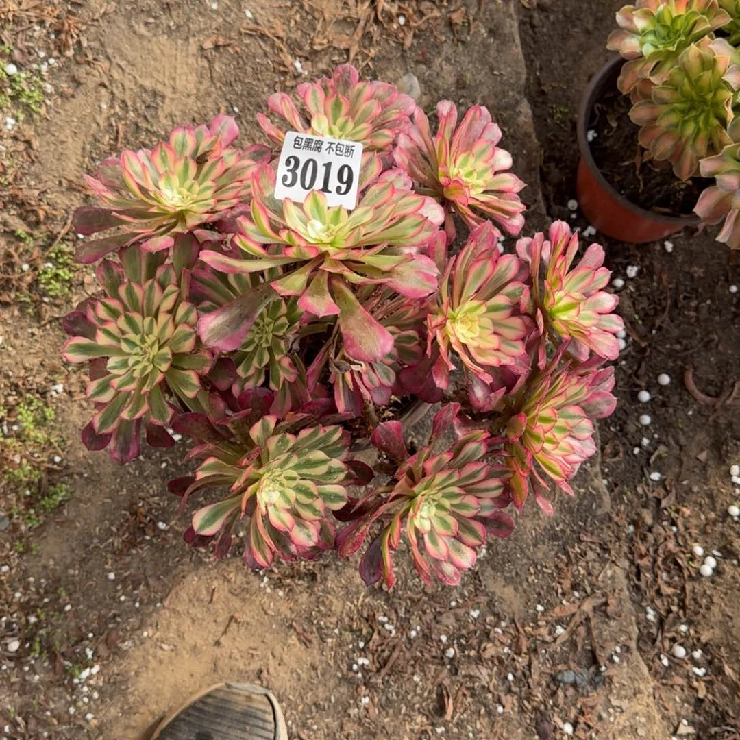 19-17法师红铜白3019