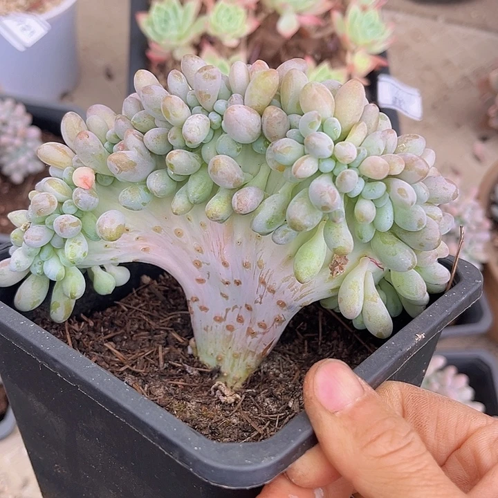 粉恋缀07204多肉植物