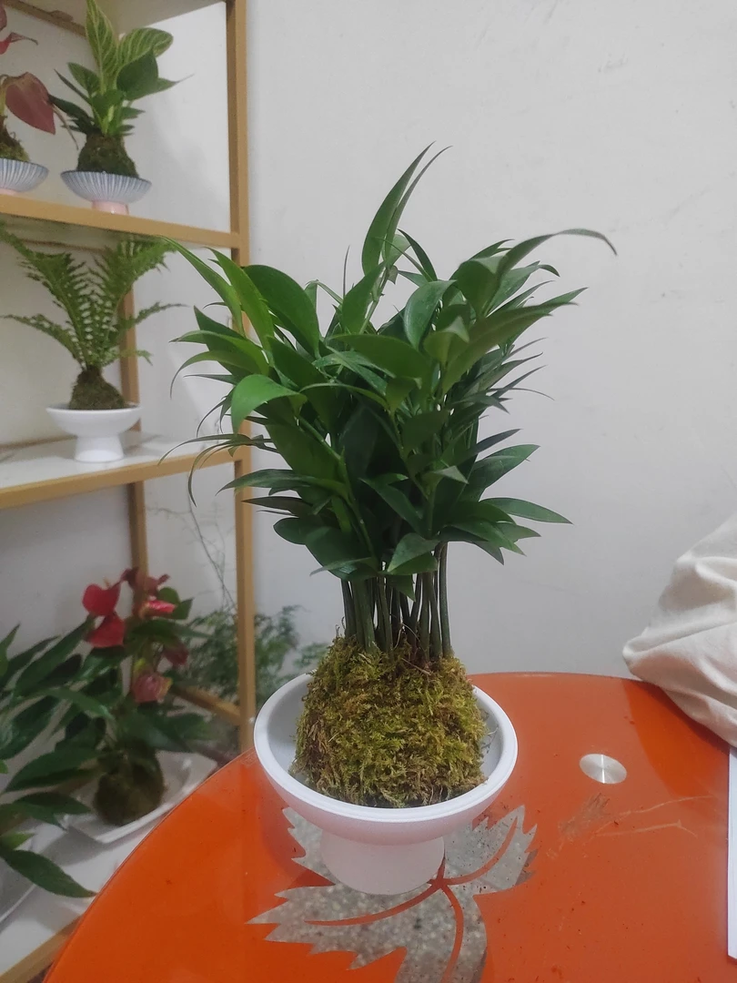 竹柏苔藓球水培盆栽室内绿植净化空气驱蚊四季常青