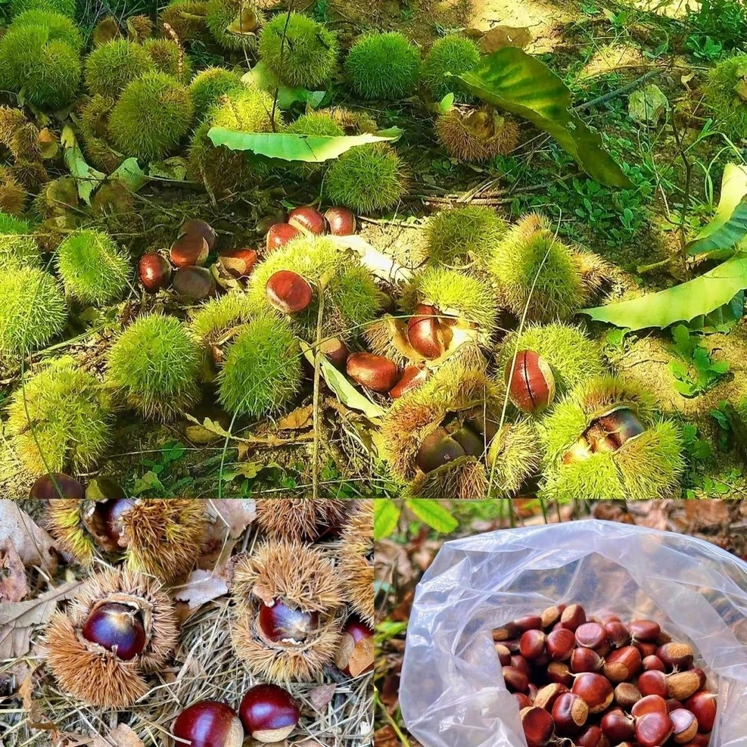 云南德宏深山老树红油板栗新鲜现摘饱满香甜粉糯好剥 坏包赔