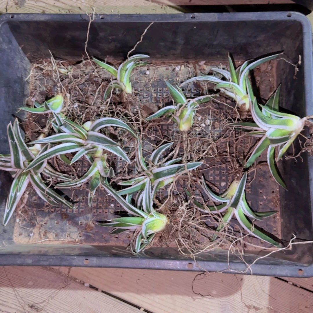 块根植物块根植物