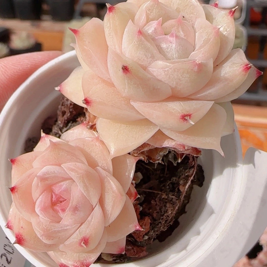 花语多肉1221-279散