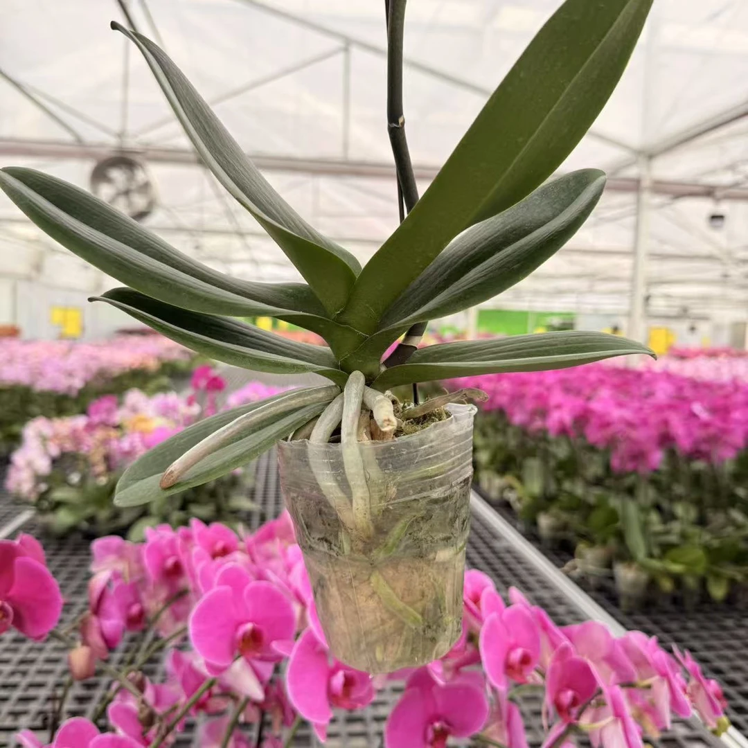 蝴蝶兰花花  花后苗