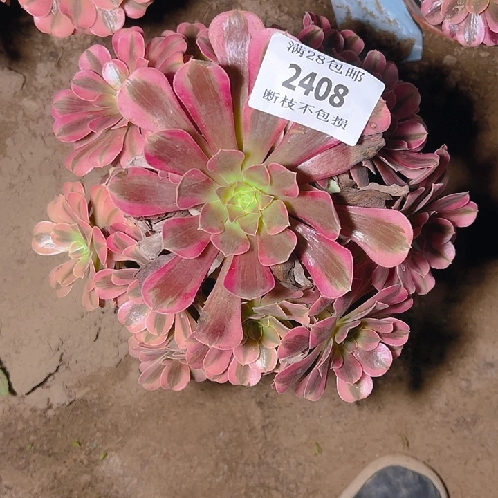 2408美杜莎多肉植物