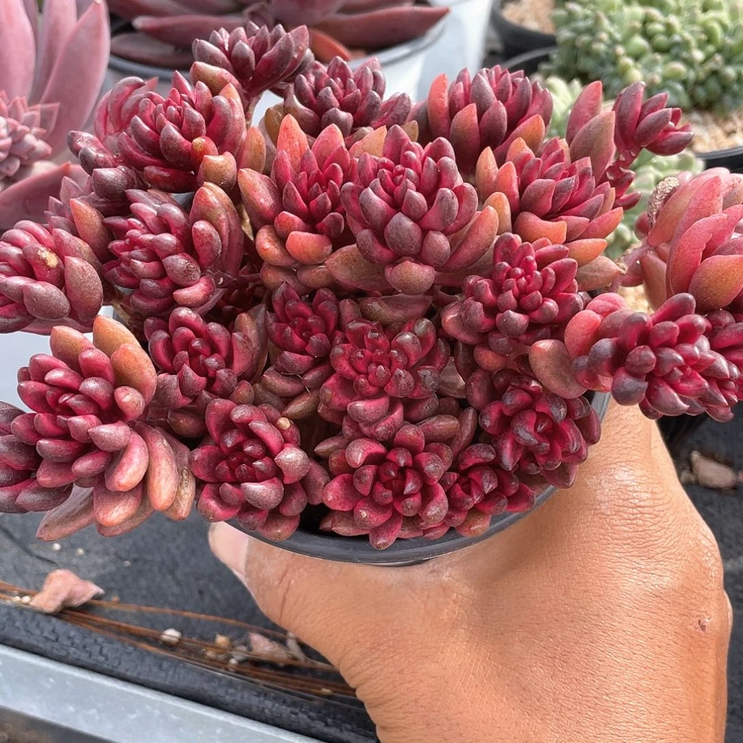 红豆锦多肉带盆发货