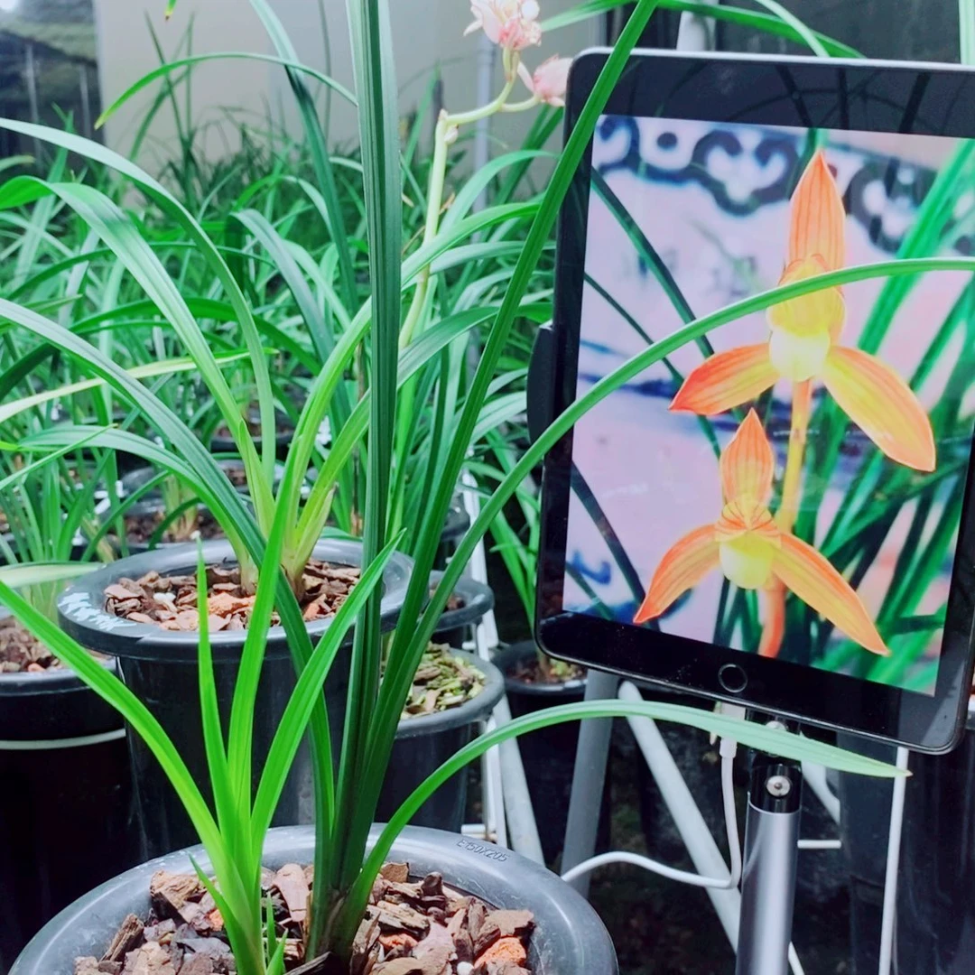 当前无花栽培后可以开花