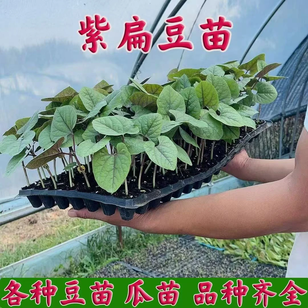 高产扁豆角苗紫扁豆秧苗眉豆苗四季豆苗长豆角西葫芦苗毛节瓜苗