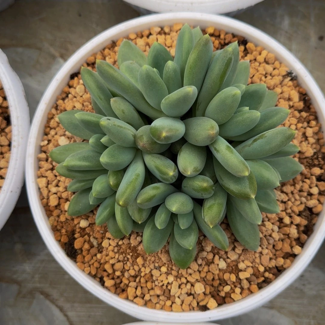 哥特 群生 6头 一物一拍