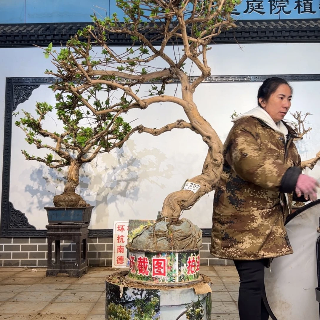 无花朵金银花58558888888