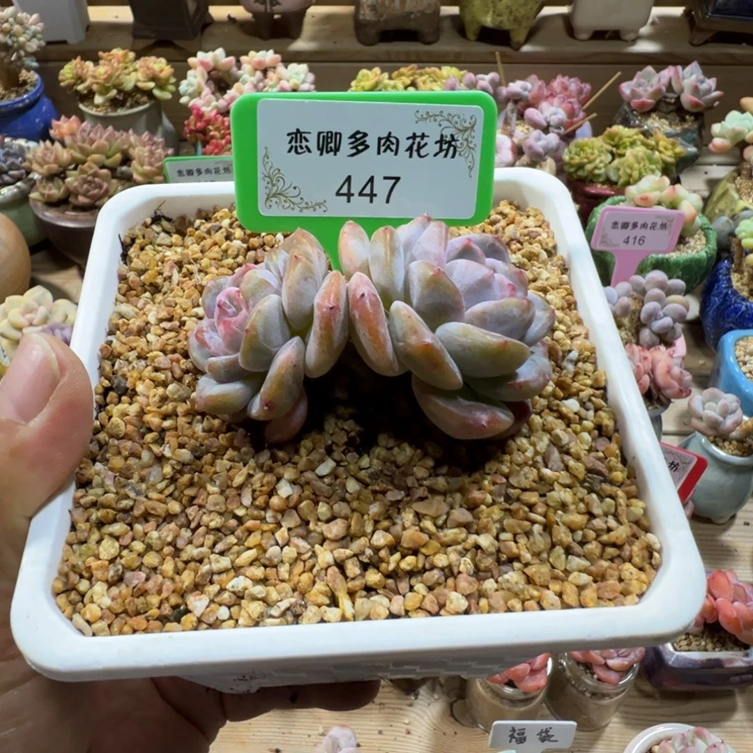 447星影2头大粗腿0000