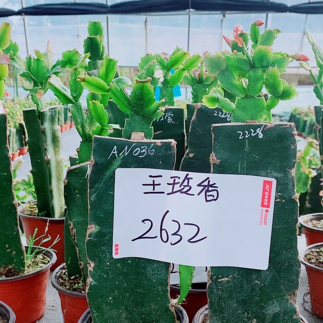 无花朵火龙果嫁接蟹爪兰福利拍一发二