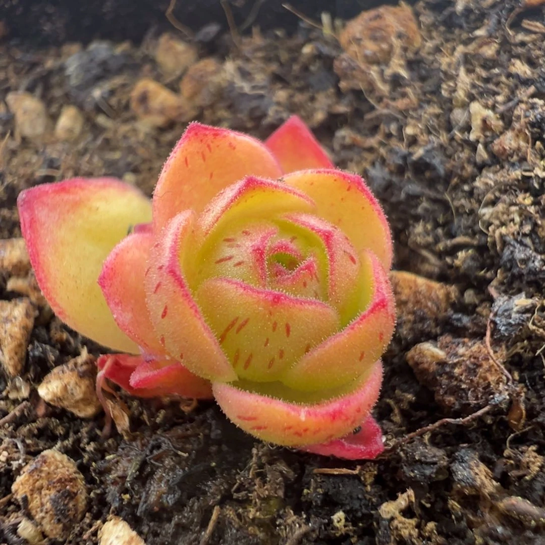 L35半城玫瑰连生蕾