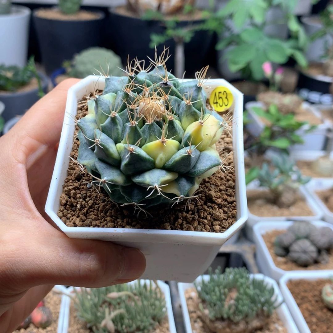 帝冠锦自根仙人球带盆