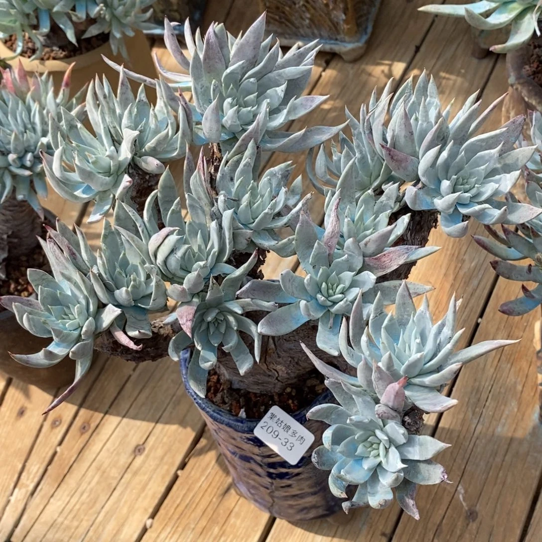 33号苹果叶大群粗腿子