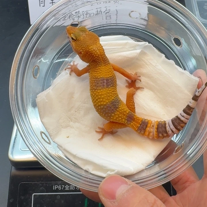 豹纹守宫阳光妹妹