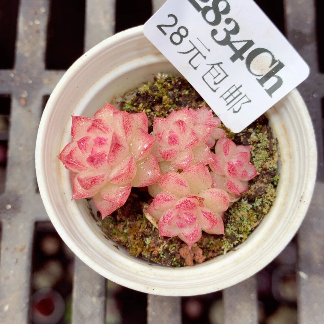 5厘米盆精控多肉2834