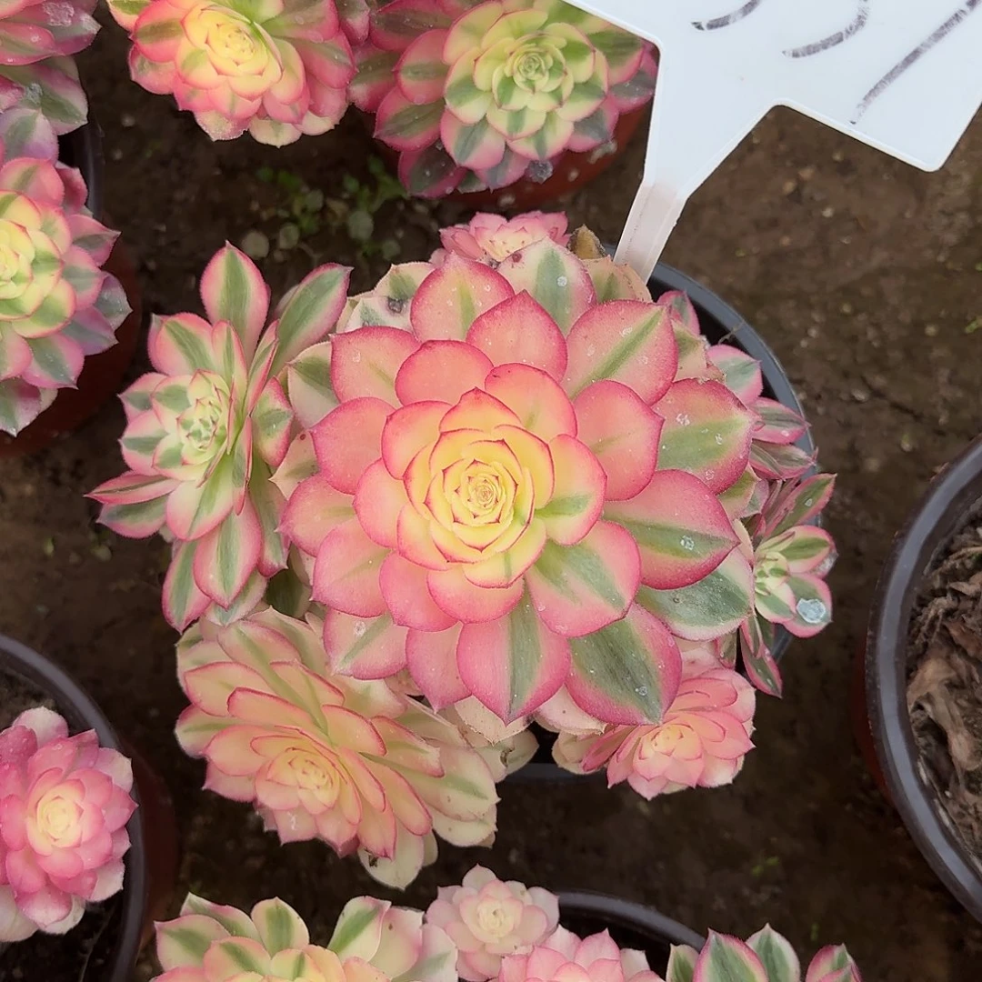 4537倾城多肉法师多肉