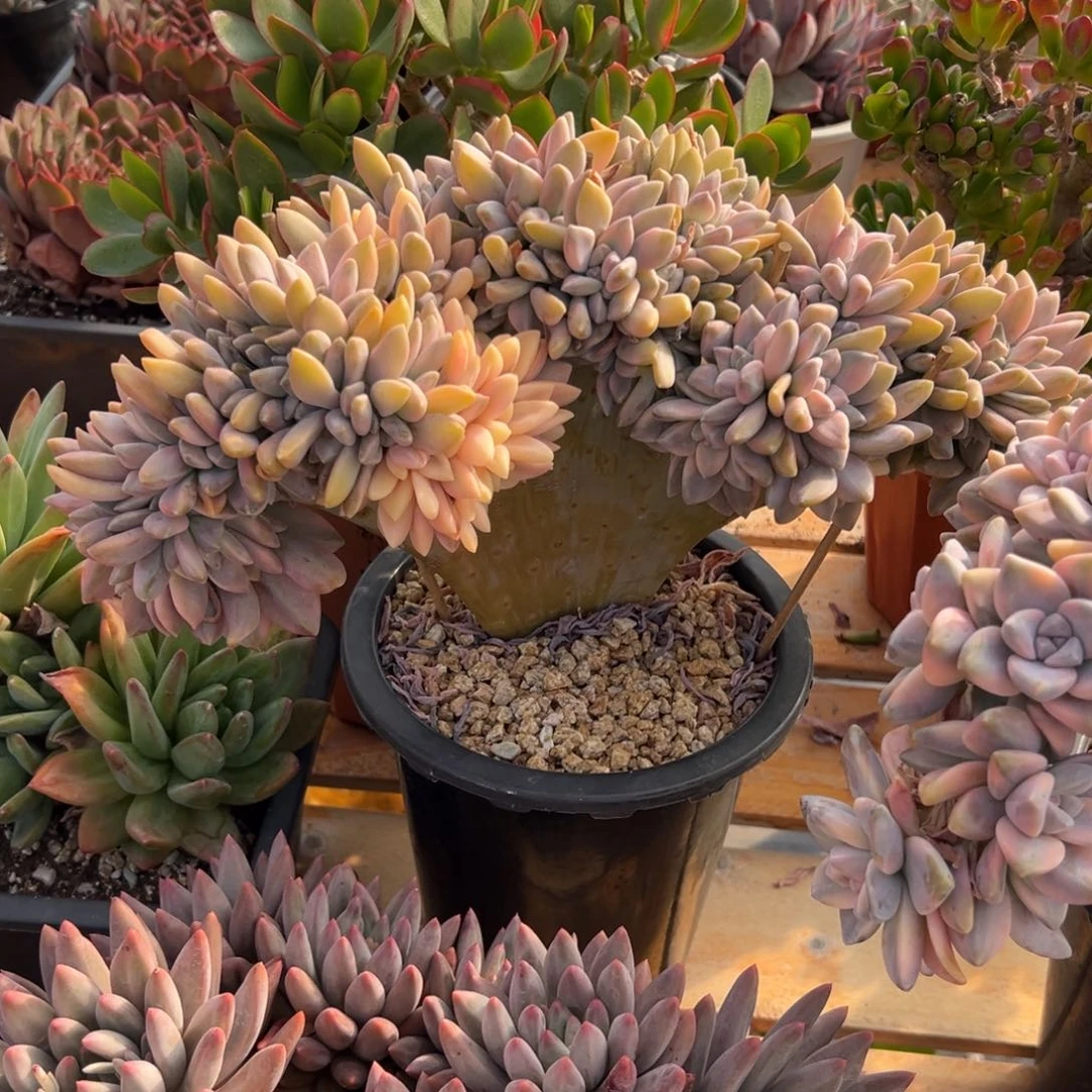 多肉淡雪锦缀【非偏远地区满18包邮】