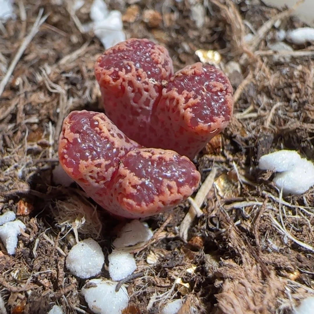 肉锥多肉植物组合-3km勋章225
